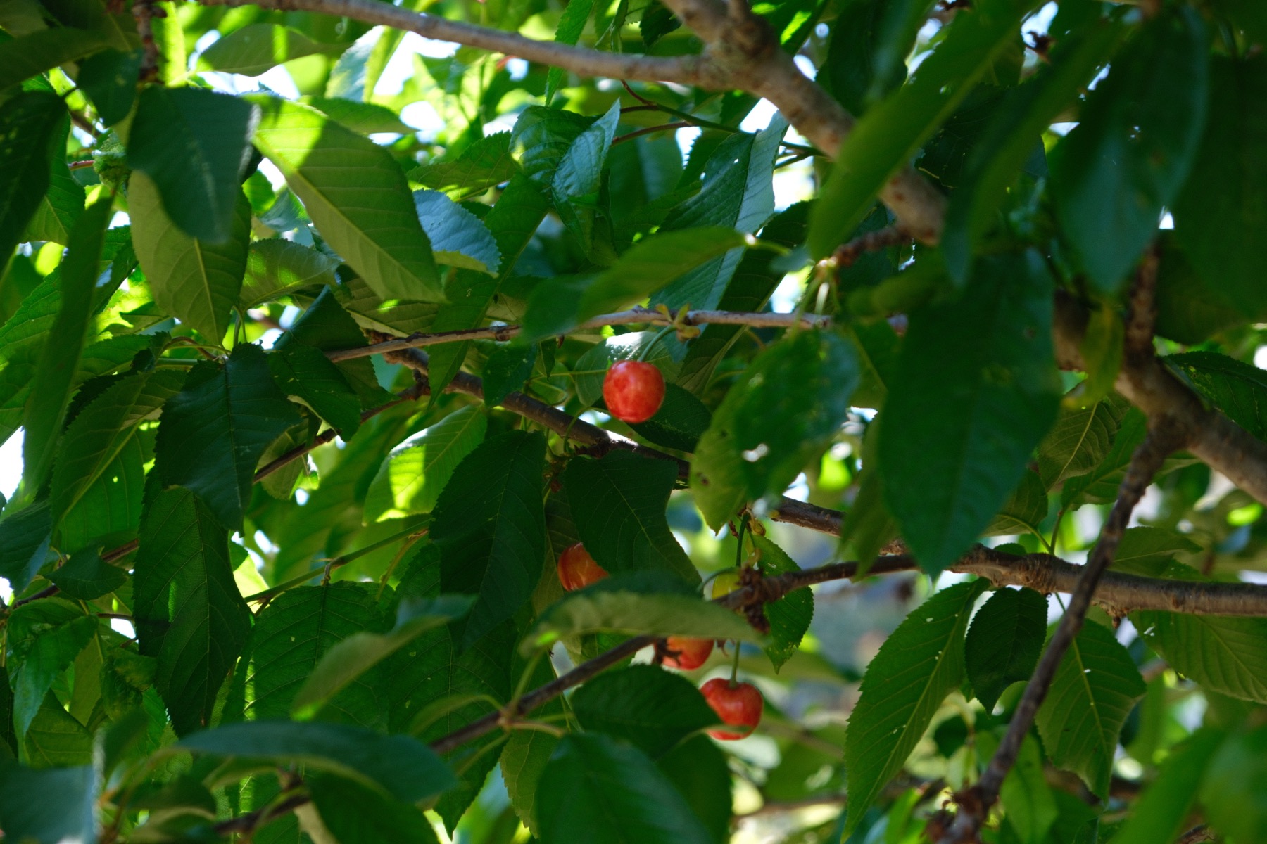 Arbres fruiters